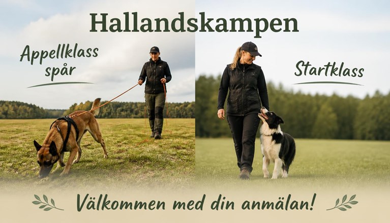 Hund som spårar och hund som går fot