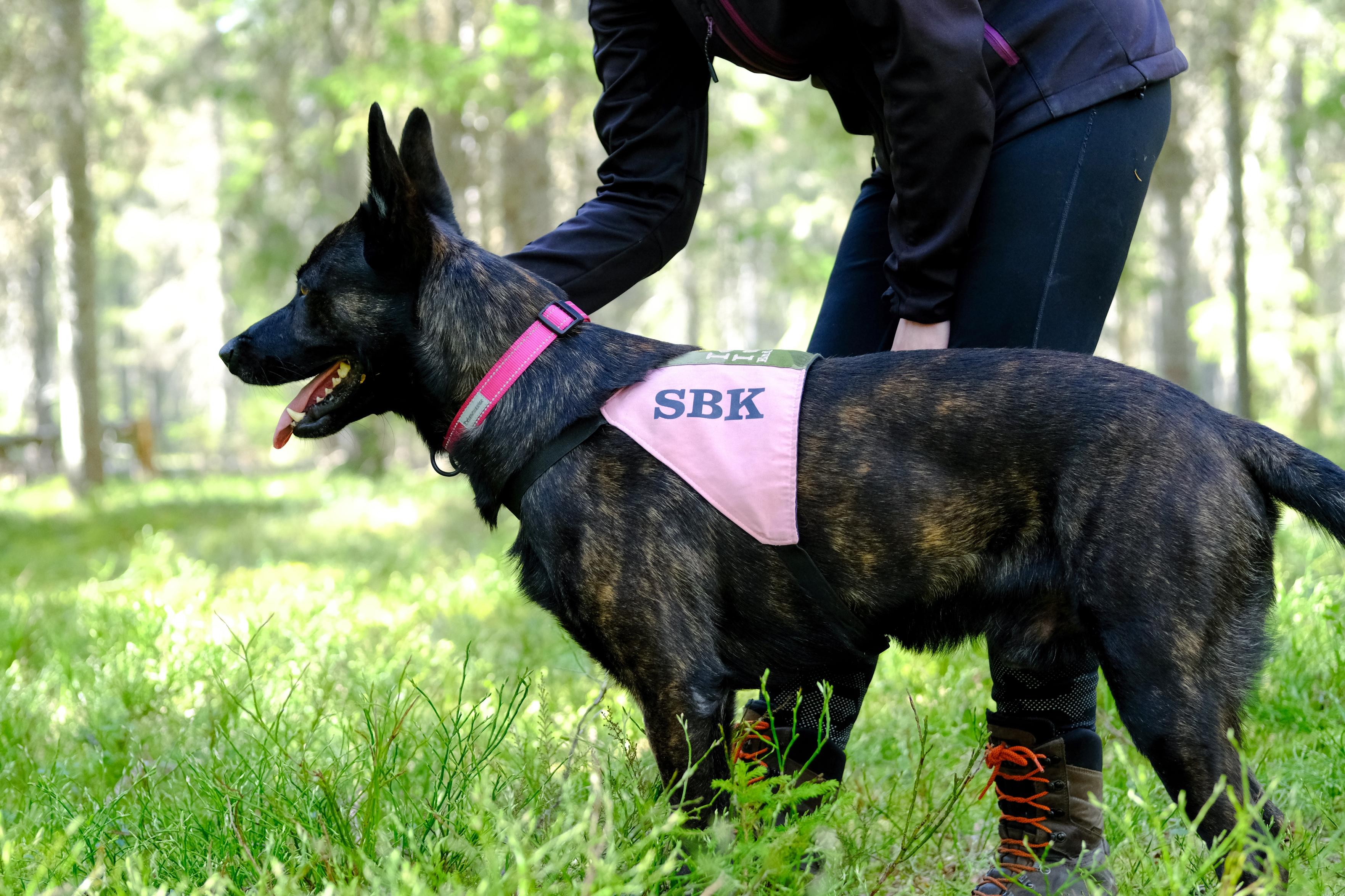 Hund i skogen med SBK täcke inför sök eller uppletande