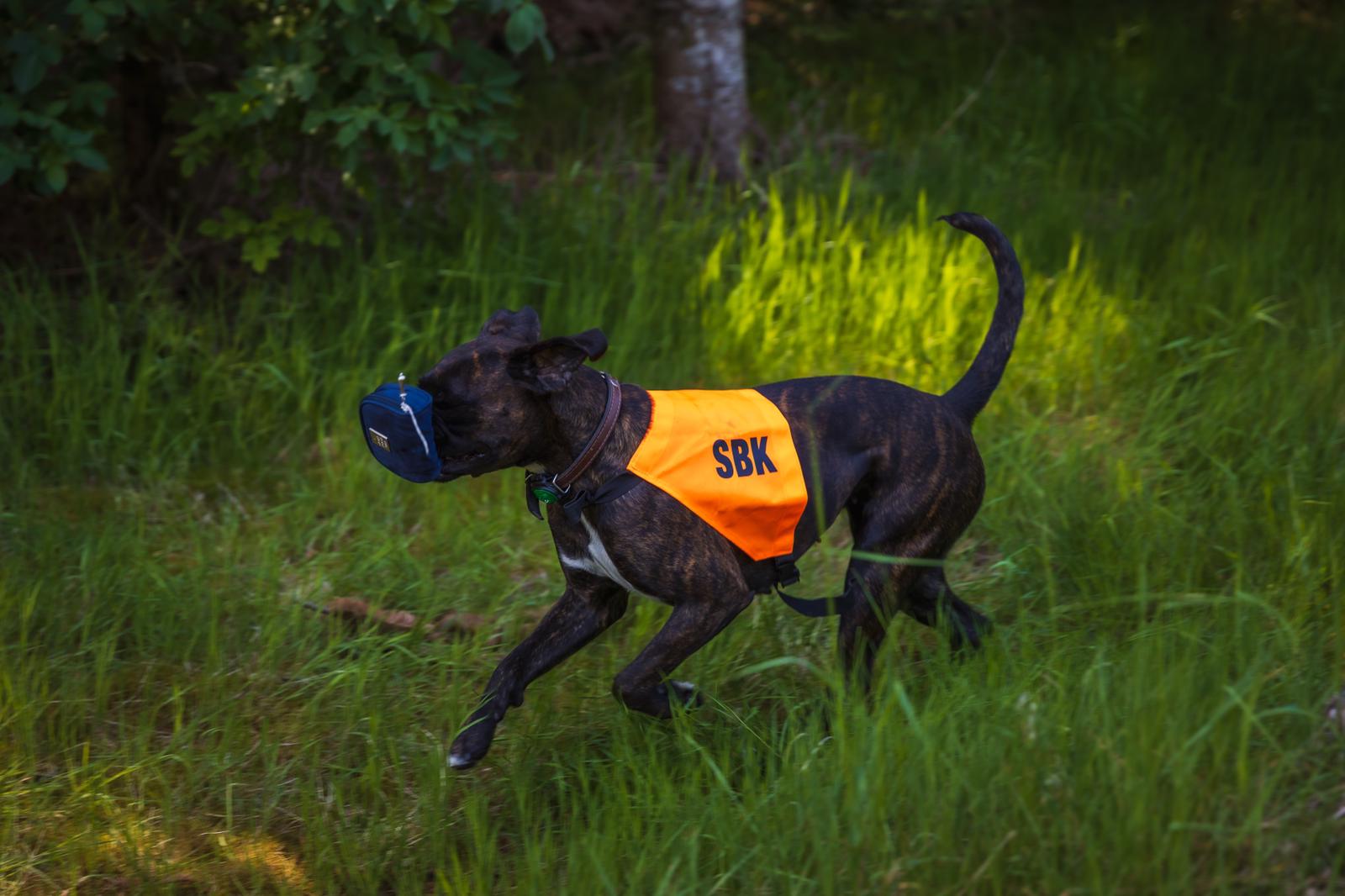 Hund apporterar