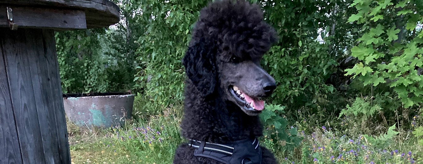 Sittande hund med långlina