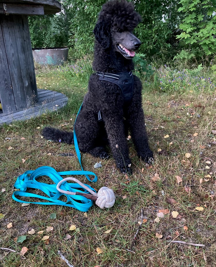 Sittande hund med långlina