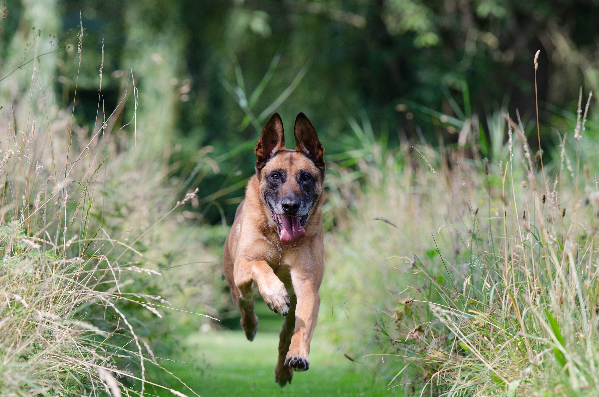Springande malinois utbildningsfilmer