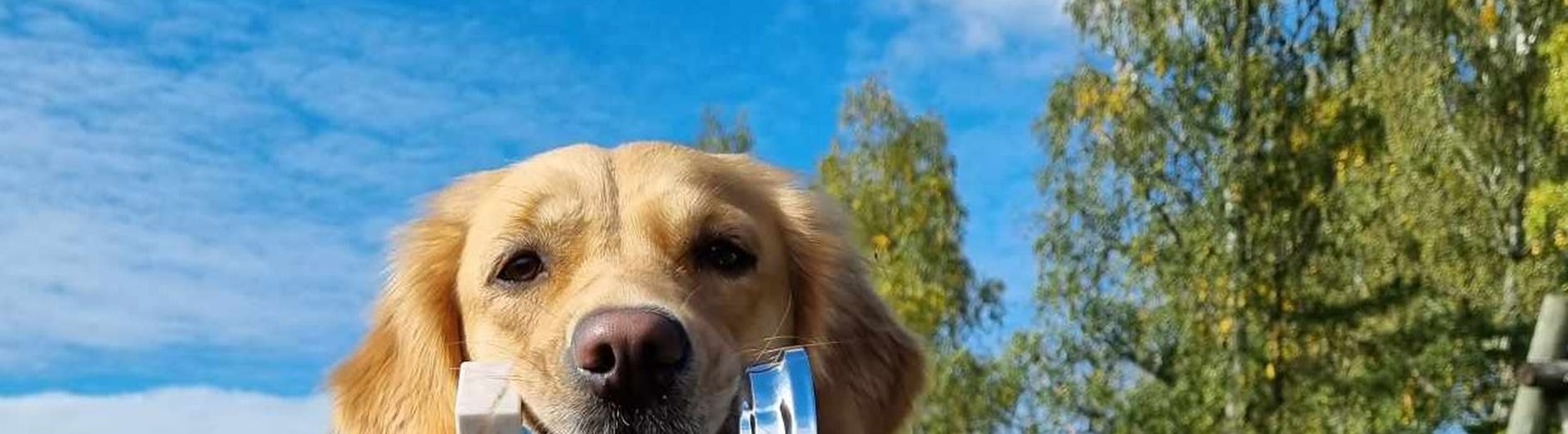Hund med pokal i munnen