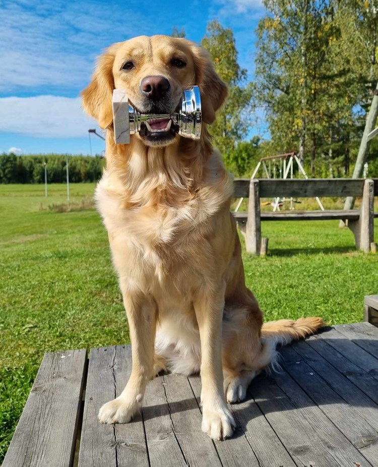 Hund med pokal i munnen