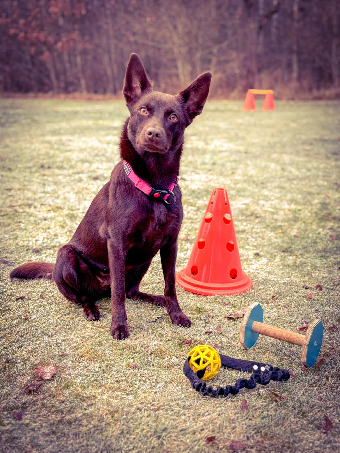 Australian Kelpie sitter brevid apport och kon