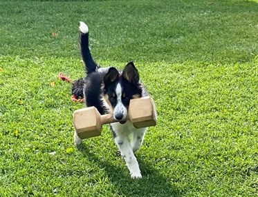Border Collie apporterar stor träapport