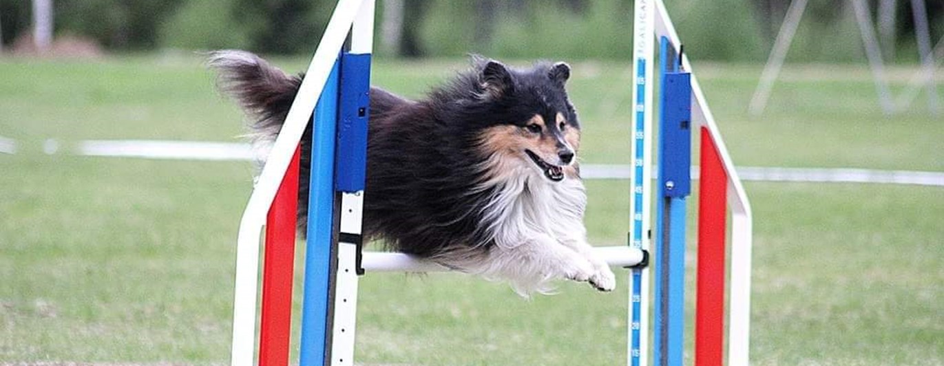 Shetland Sheepdog hoppar på agilitytävling