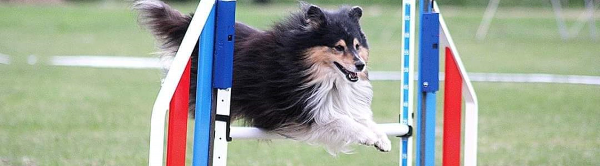 Shetland Sheepdog hoppar på agilitytävling