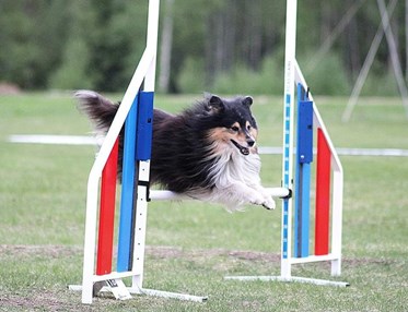Shetland Sheepdog hoppar på agilitytävling