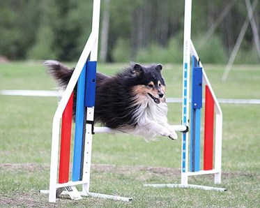 Shetland Sheepdog hoppar på agilitytävling