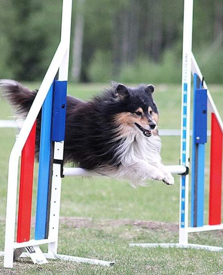 Shetland Sheepdog hoppar på agilitytävling