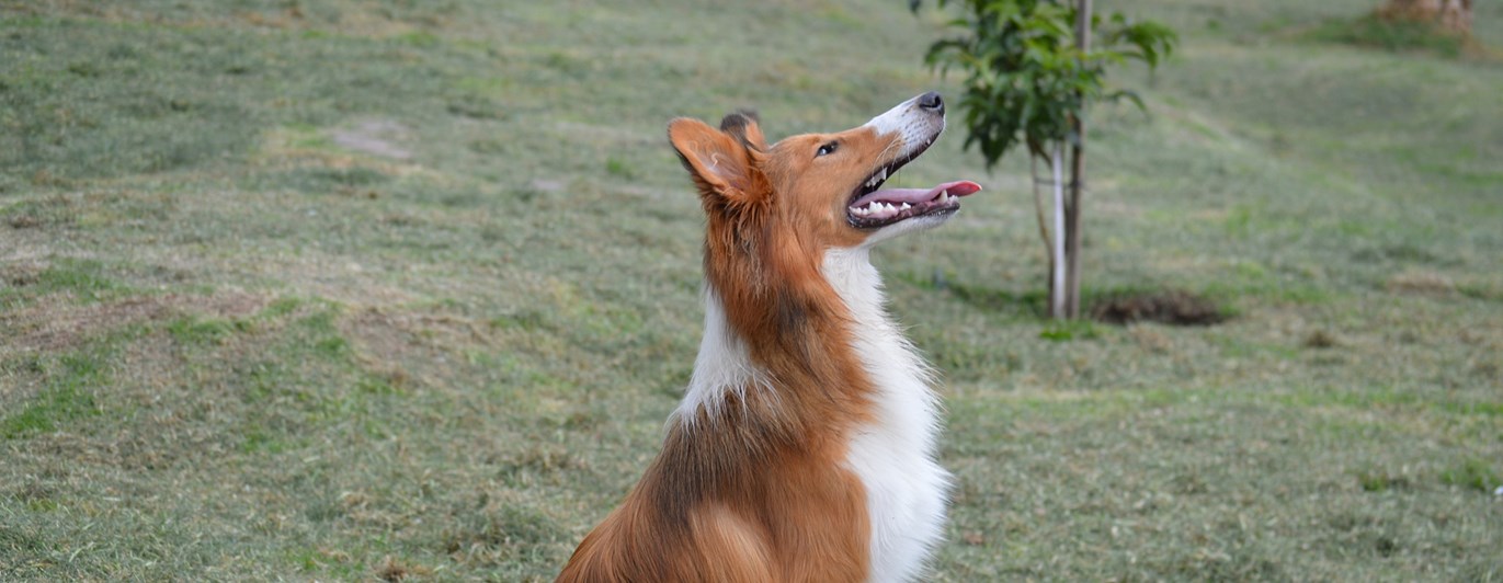 Korthårig Collie som sitter på gräsmatta