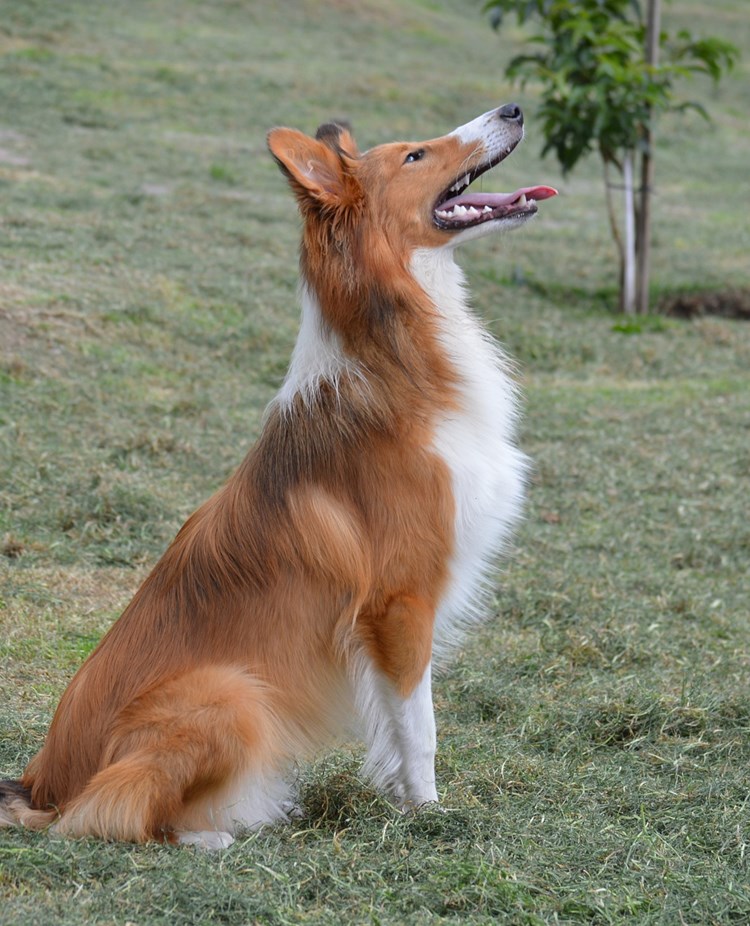 Korthårig Collie som sitter på gräsmatta