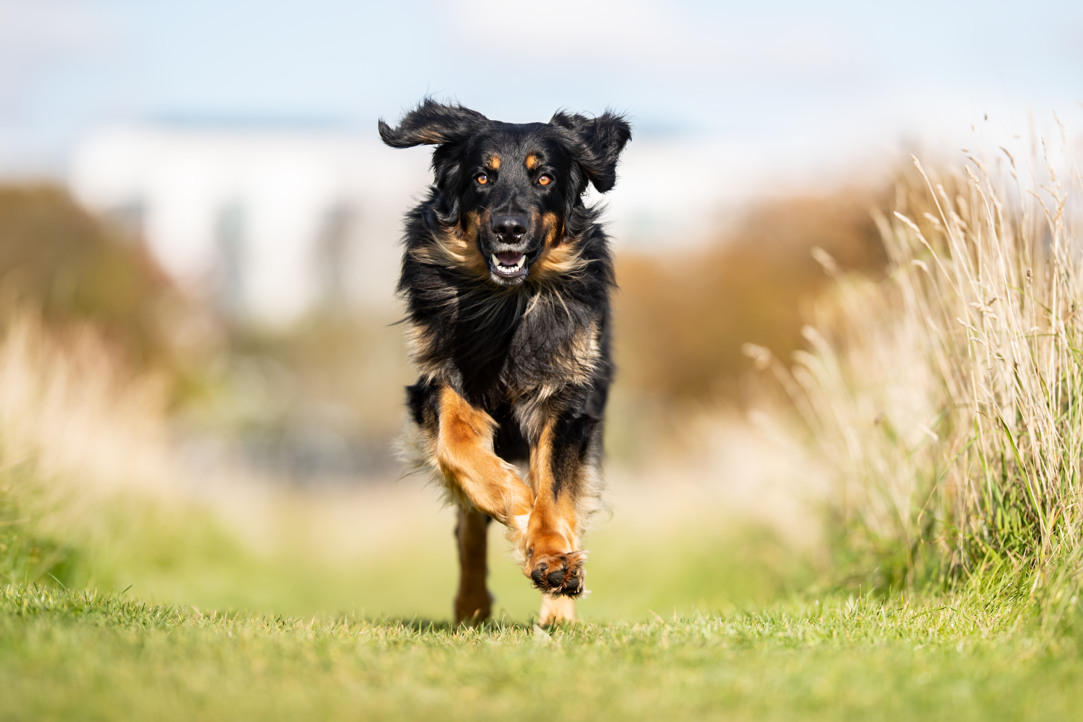 En hovawart som springer