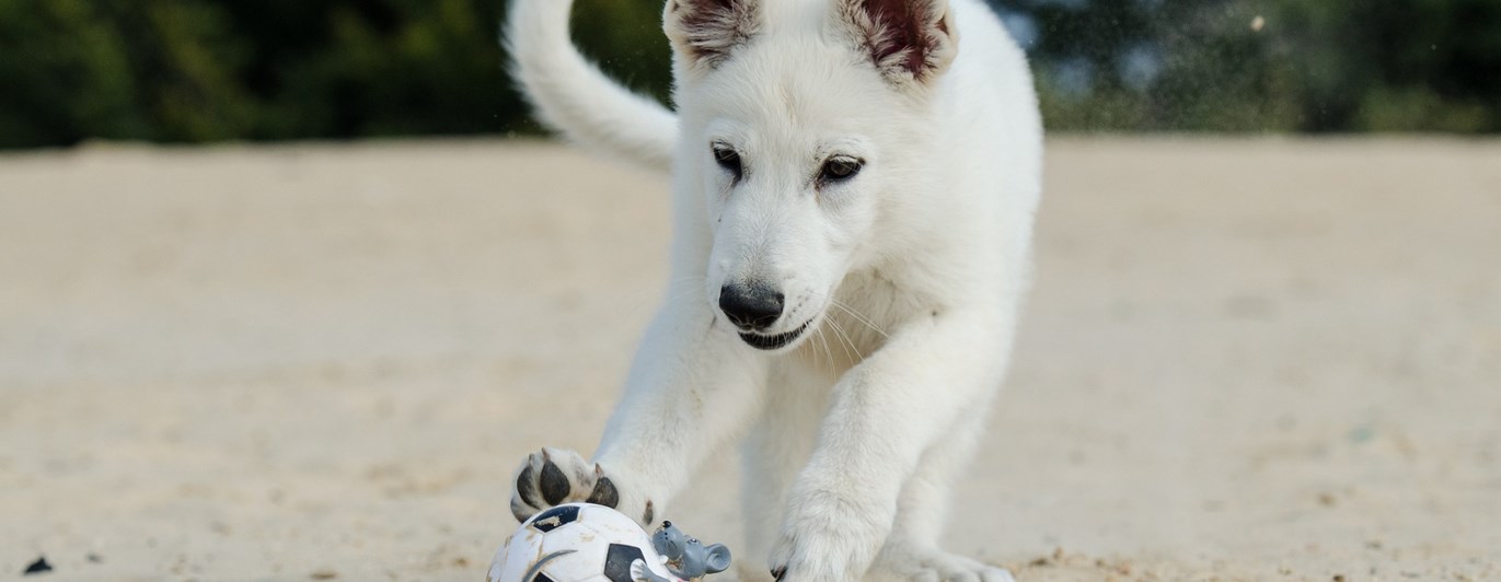Valp av rasen vit herdehund springer mot en boll