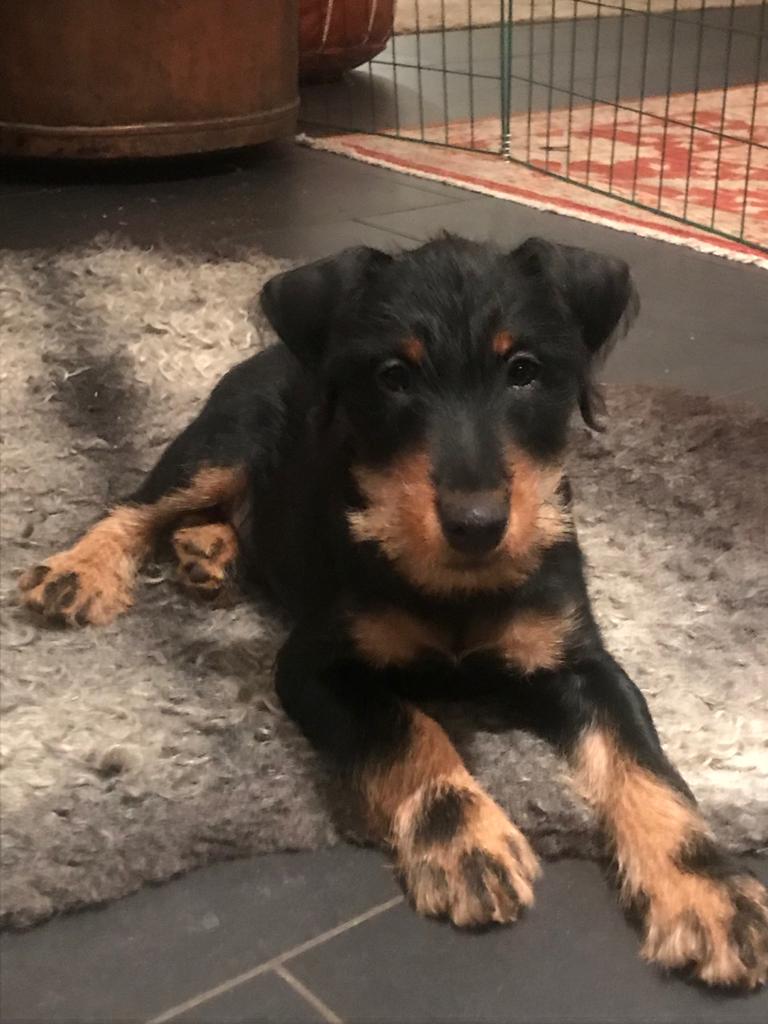 
Tysk jaktterrier tuggar ben