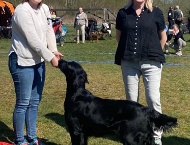Hund med matte och domare på utställning