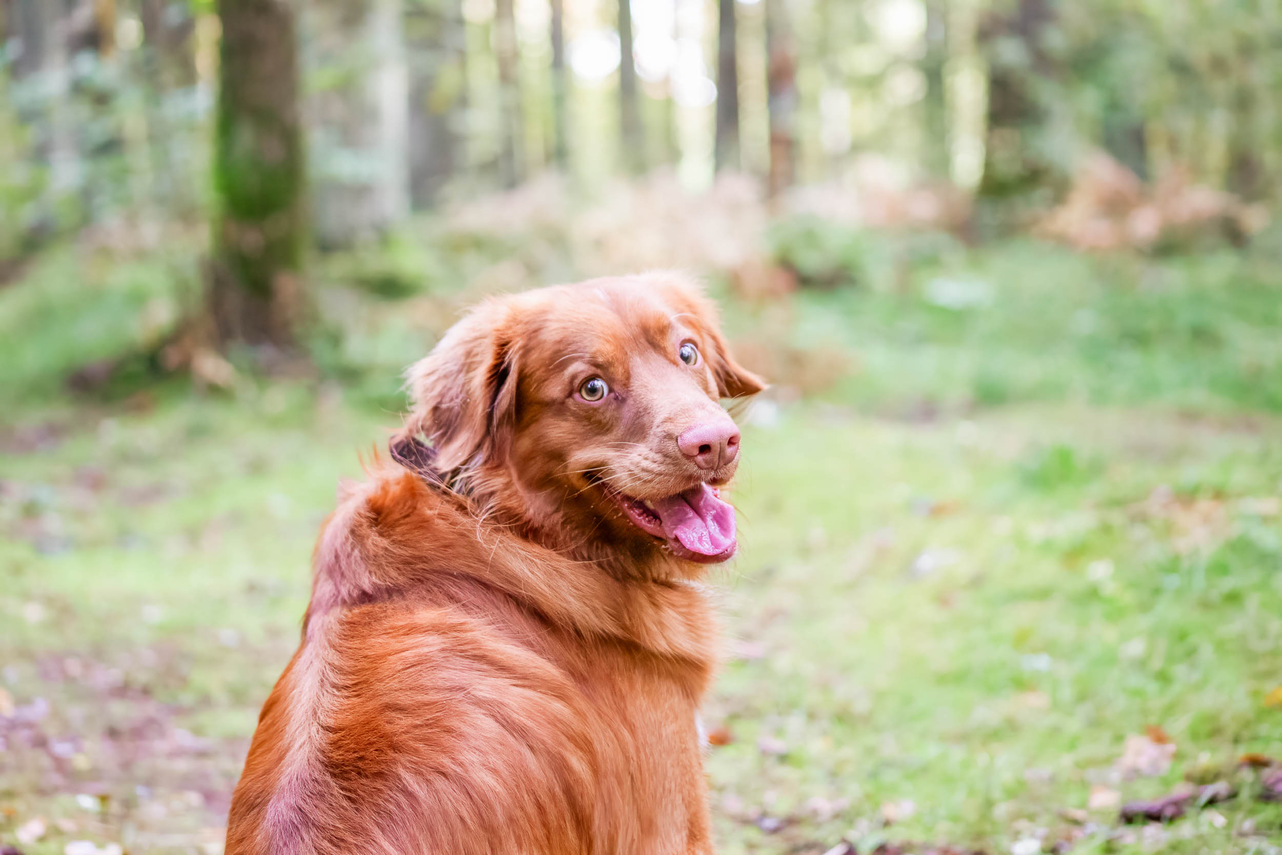 Hund sitter på en stig i skogen och tittar mot fotografen.