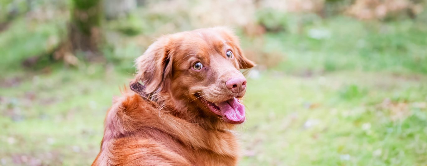 Hund sitter på en stig i skogen och tittar mot fotografen.