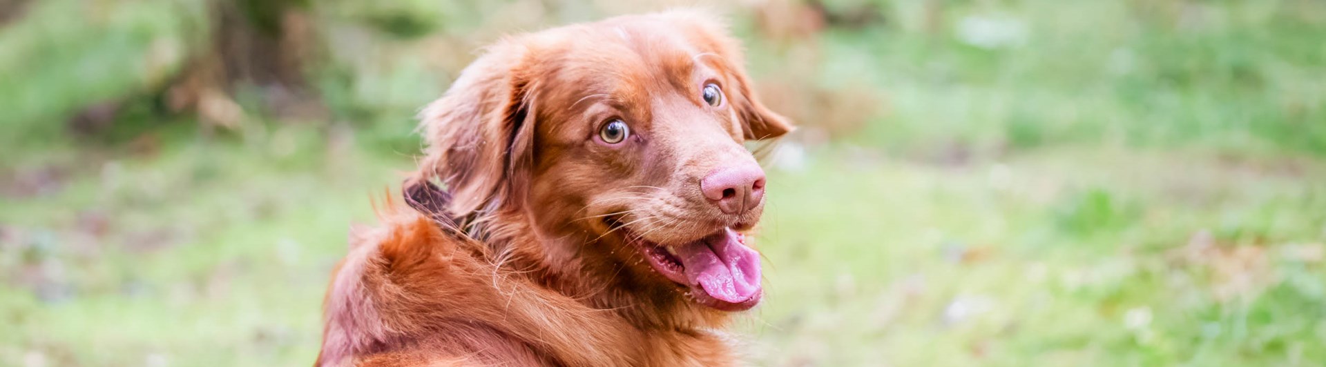 Hund sitter på en stig i skogen och tittar mot fotografen.