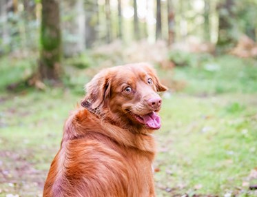 Hund sitter på en stig i skogen och tittar mot fotografen.