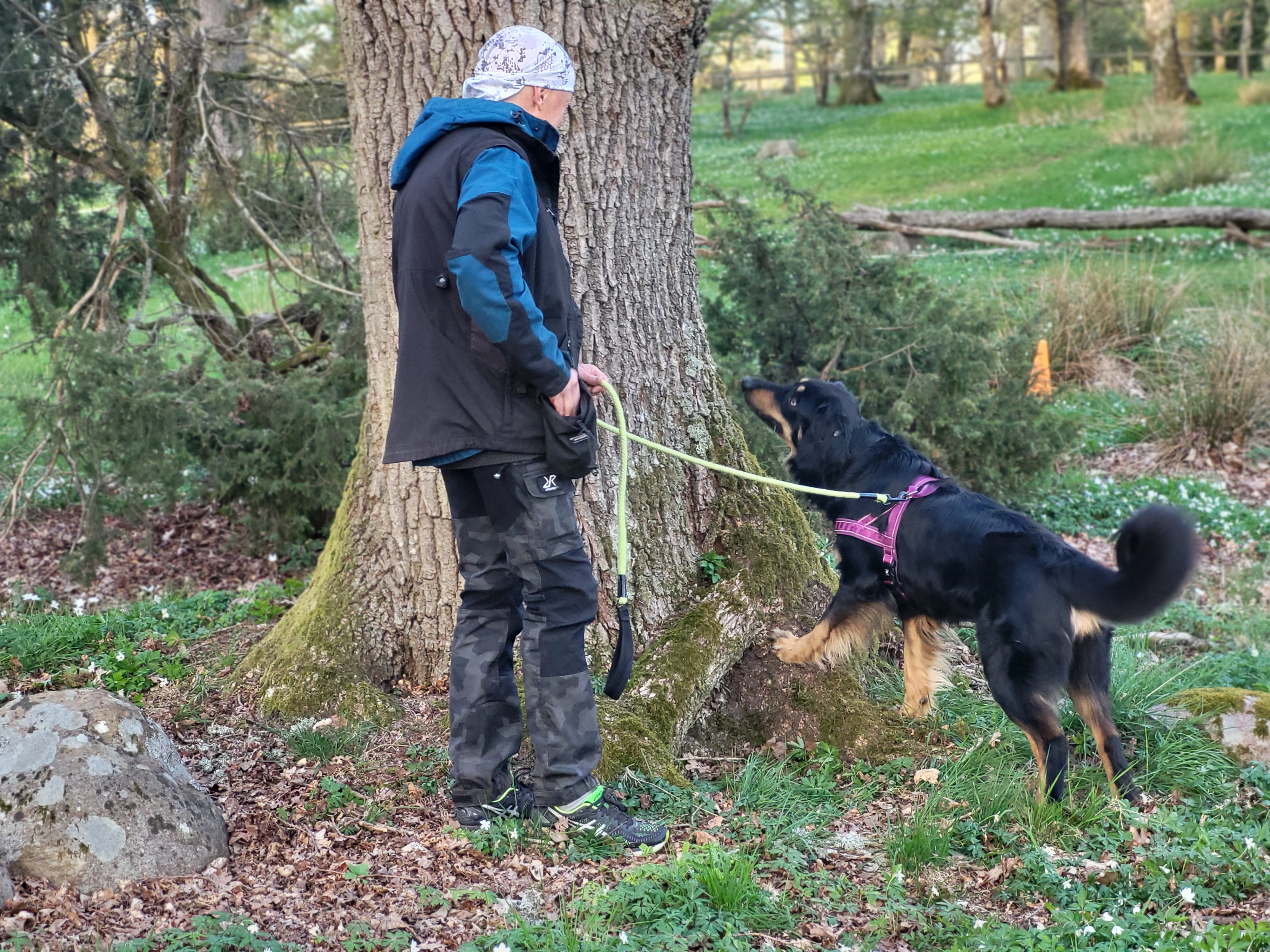Hund söker på trädstam