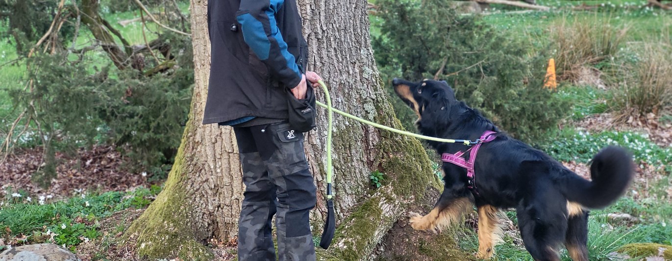Hund söker på trädstam