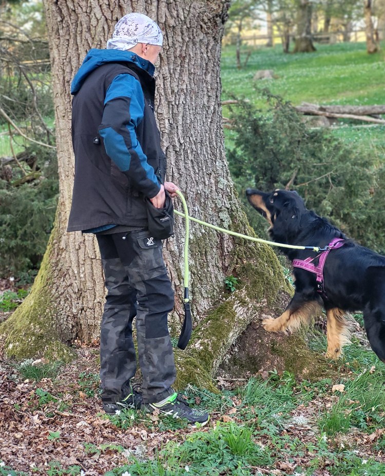 Hund söker på trädstam