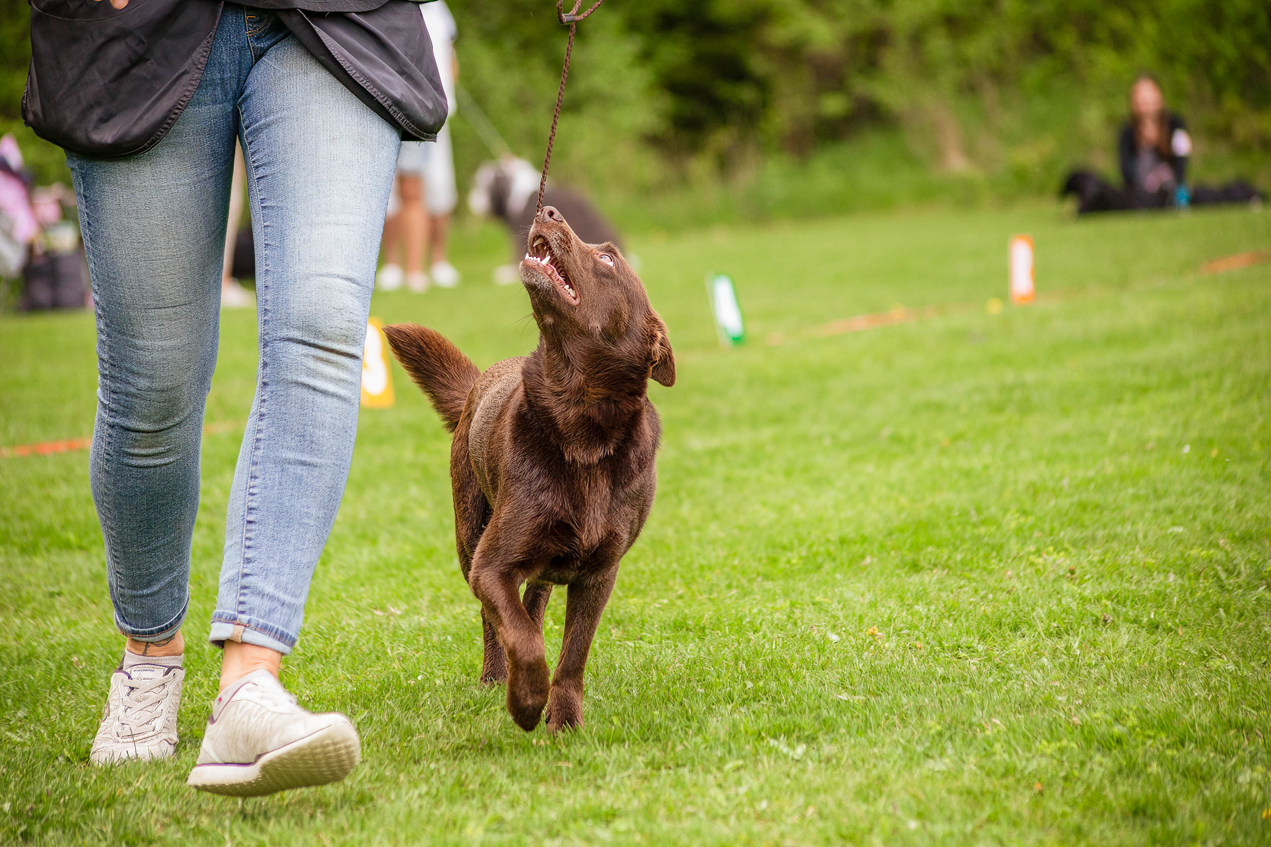 Brun hund går går uppmärksamt vid sin människas sida