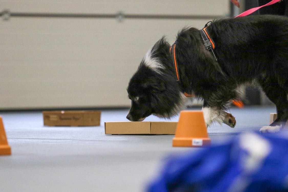 Bild på hund, som använder sin nos i NoseWork