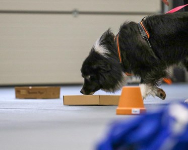 Bild på hund, som använder sin nos i NoseWork