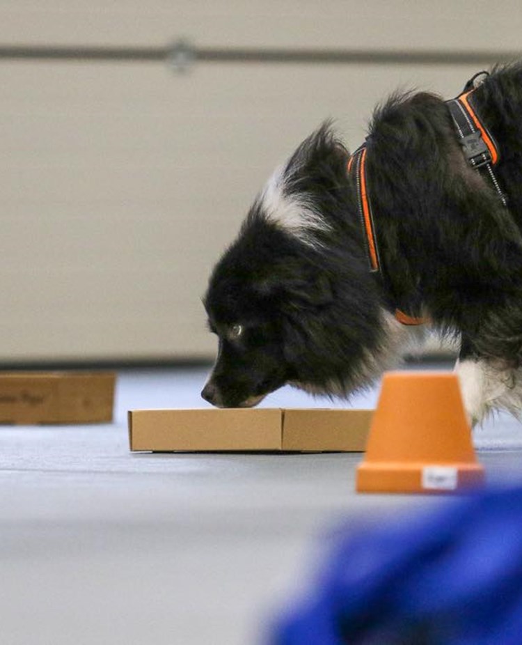 Bild på hund, som använder sin nos i NoseWork