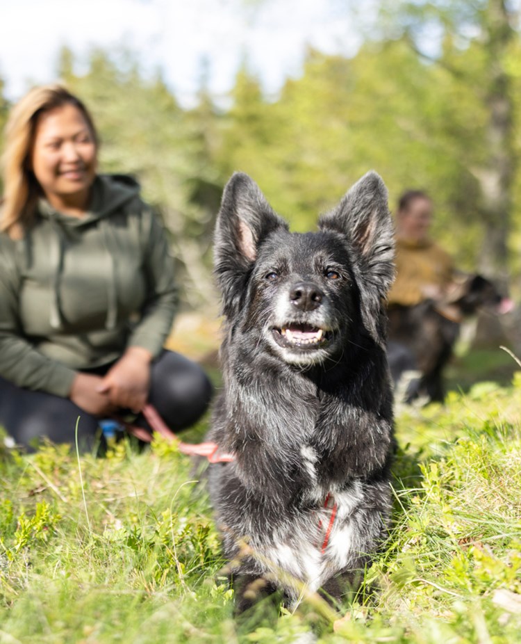 Hund som ligger ner i skogen och tittar in i kameran med sin matte i bakgrunden