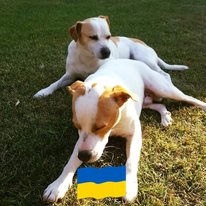 Kerstin Rörstams dansk/svenska gårdshundar Micke och Äddy