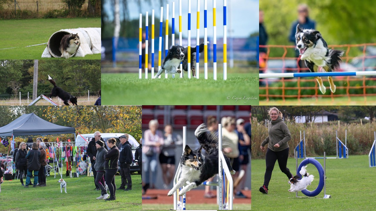 Agility