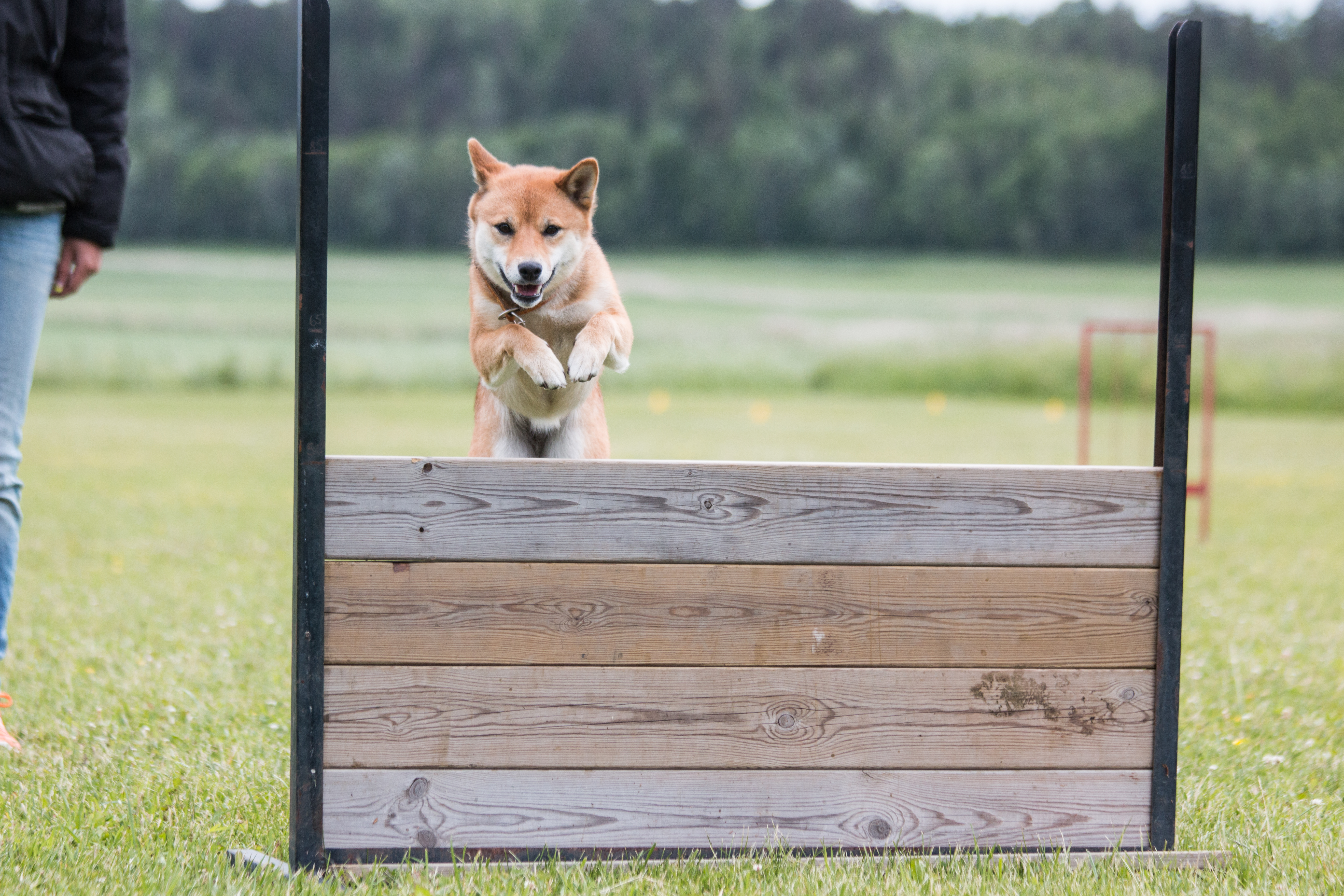 Shiba som hoppar över det täckta hopphindret
