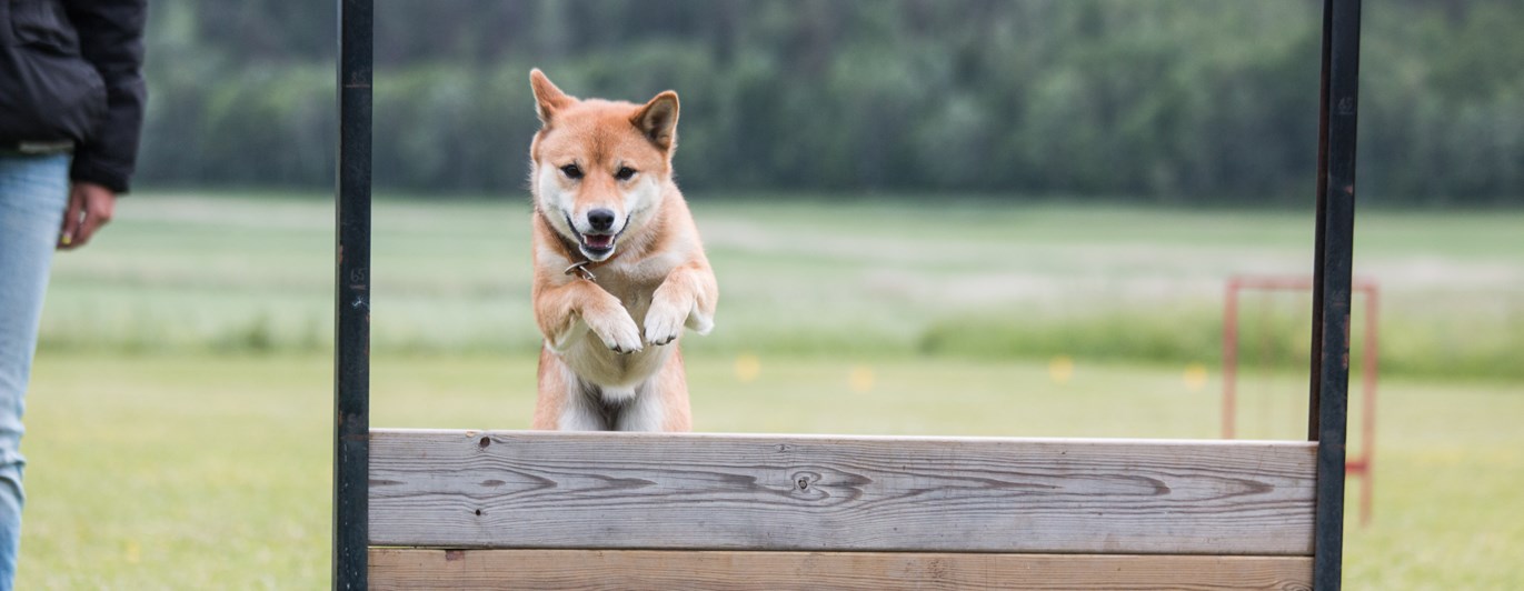 Shiba som hoppar över det täckta hopphindret