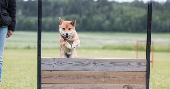 Shiba som hoppar över det täckta hopphindret
