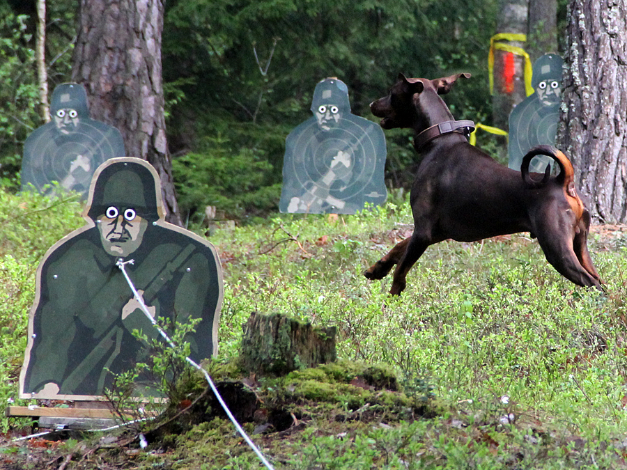 Dobermann vid MT, figurrad