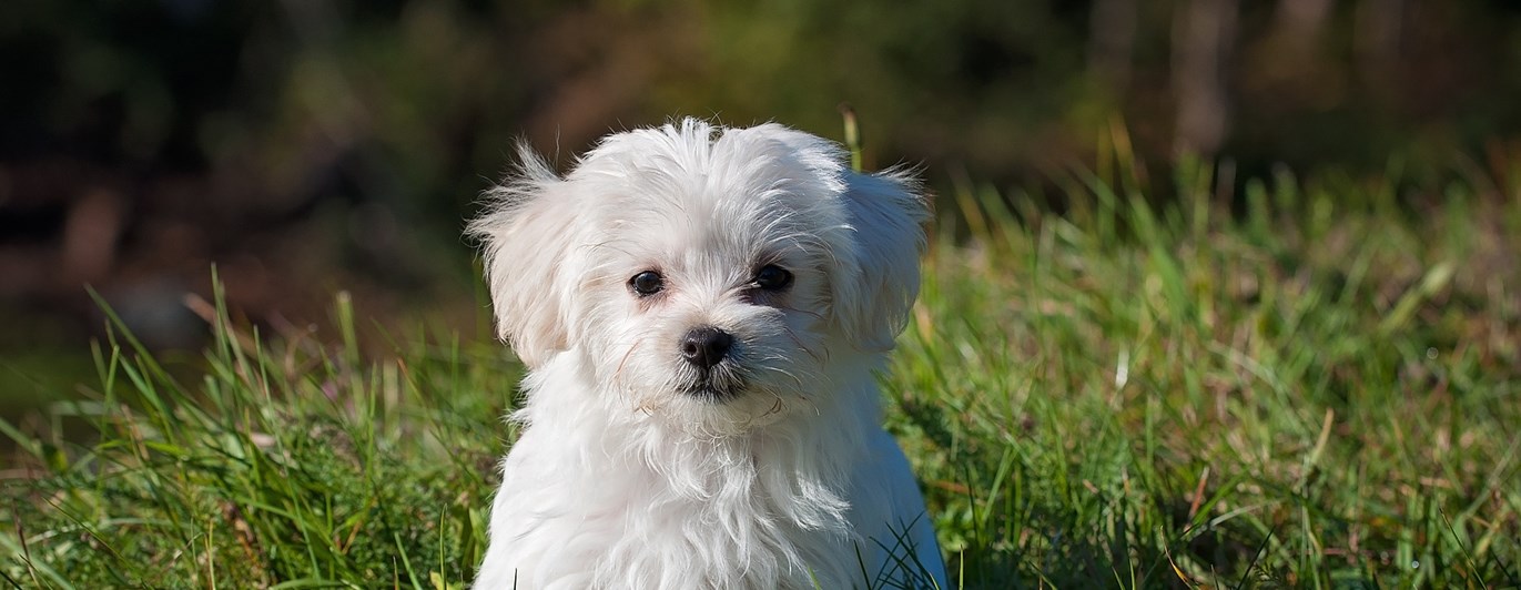Liten vit hundvalp