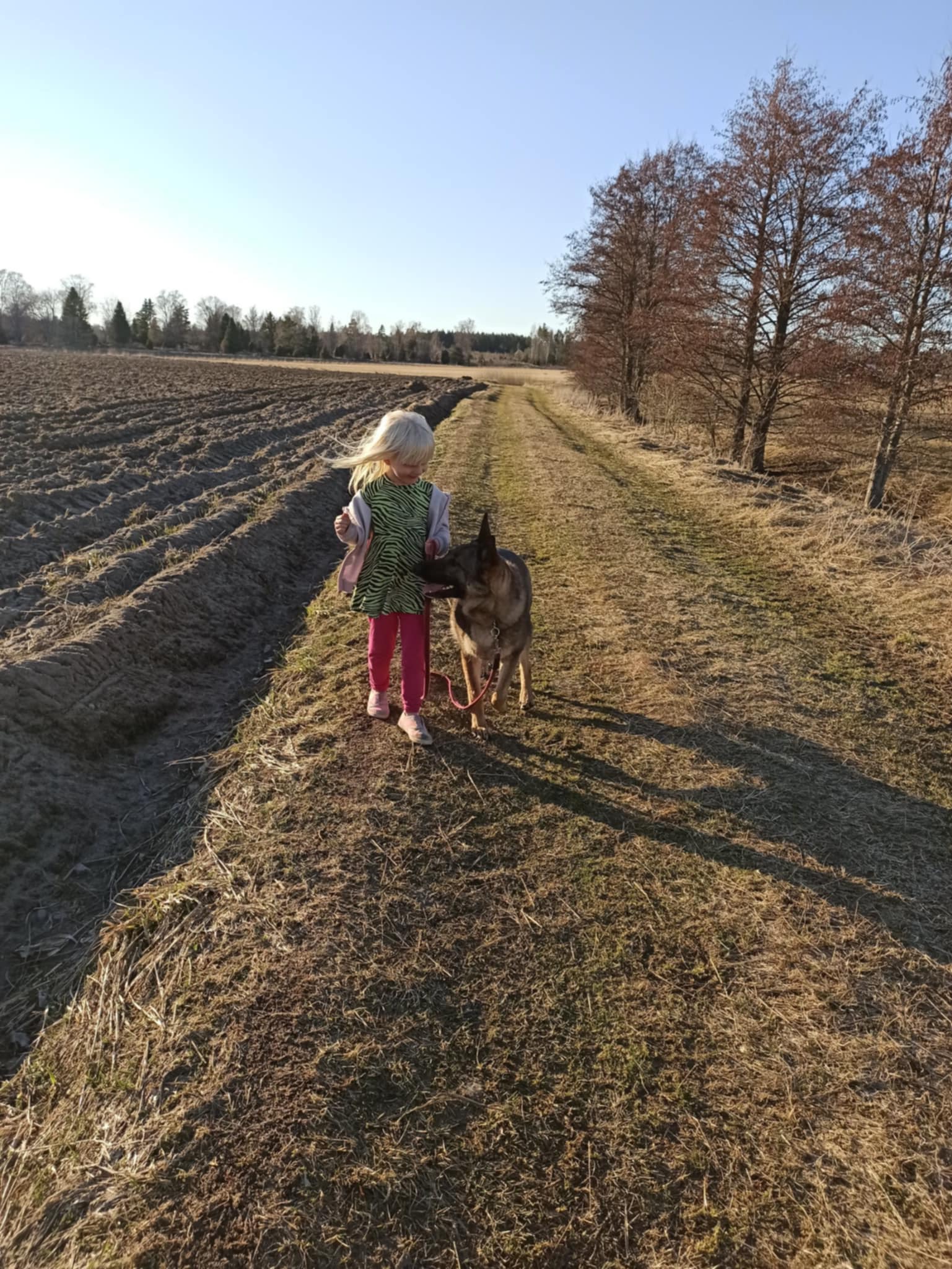 Barn med schäfer