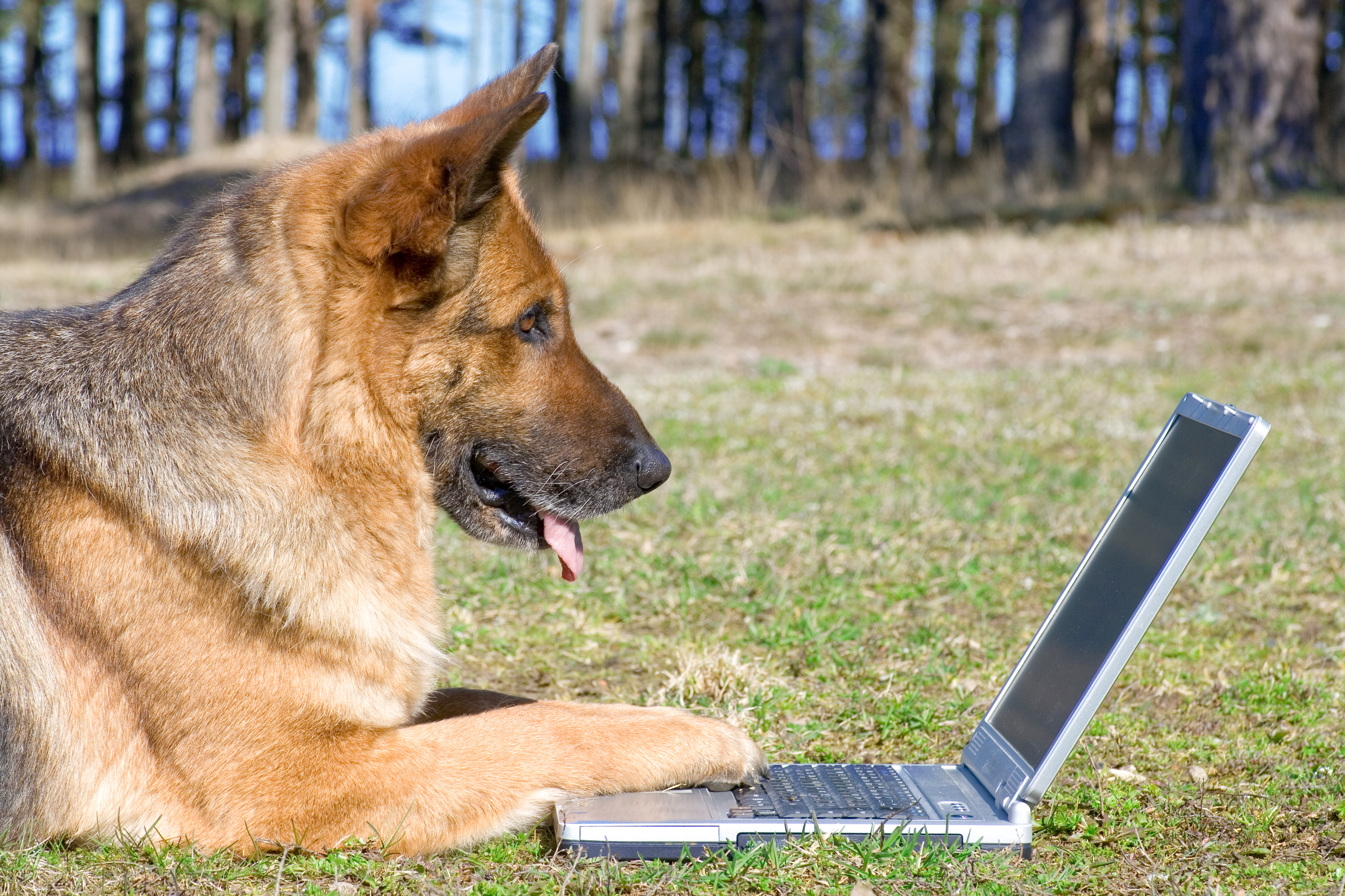 Schäfer med laptop ute