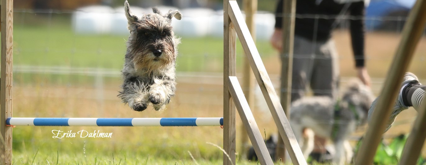 agility