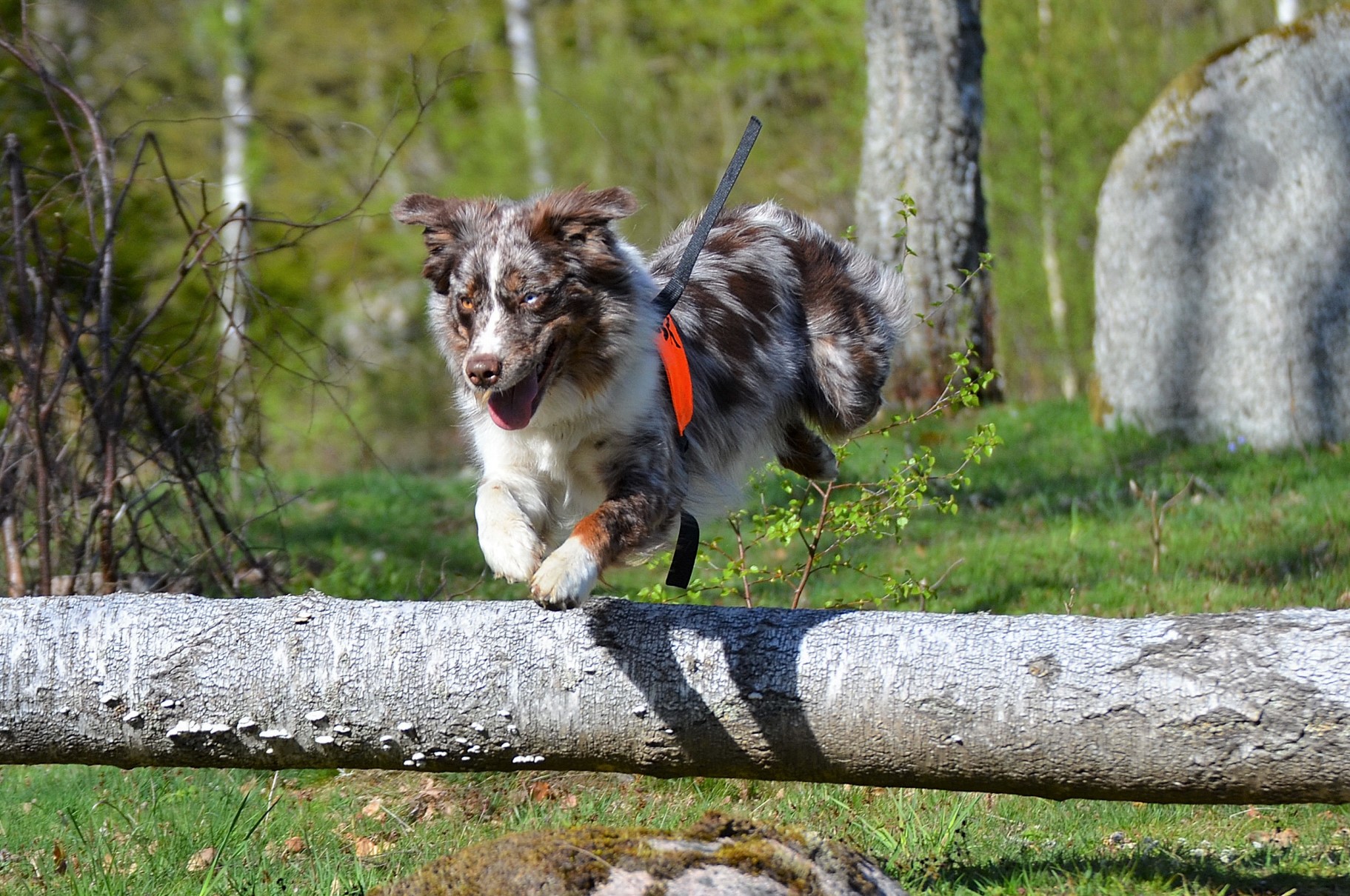 Aussi springer i rapport