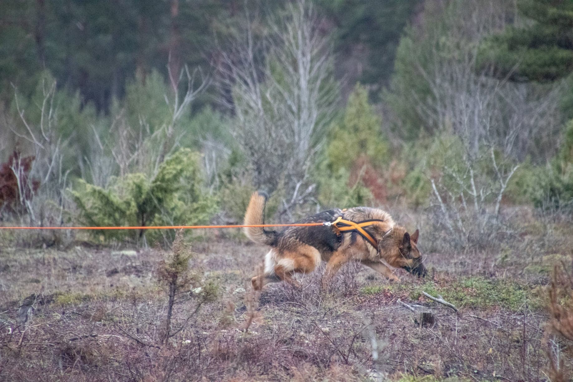 Schäfer som spårar