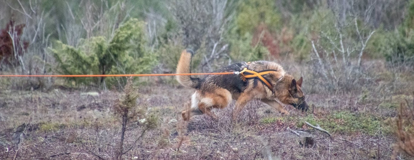 Schäfer som spårar