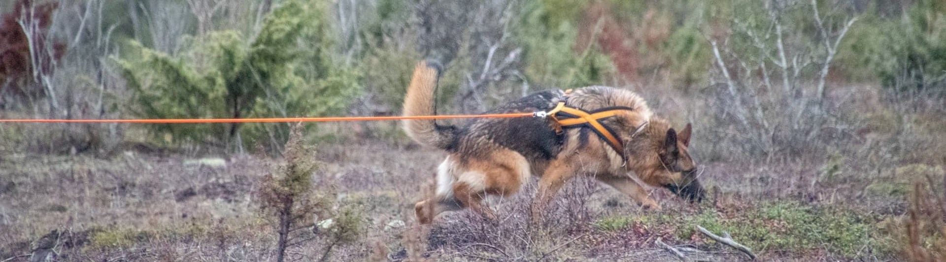 Schäfer som spårar