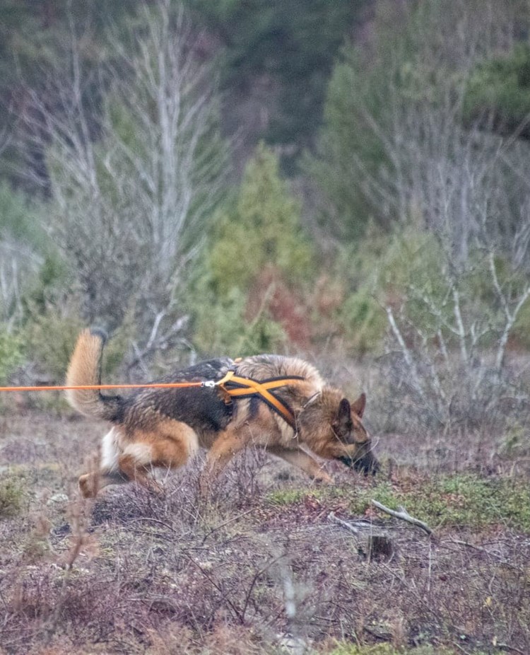 Schäfer som spårar