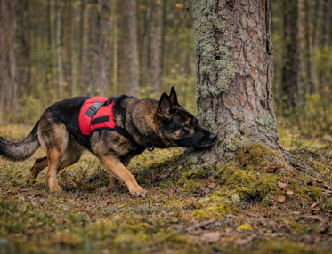 Schäfer som söker i skogen