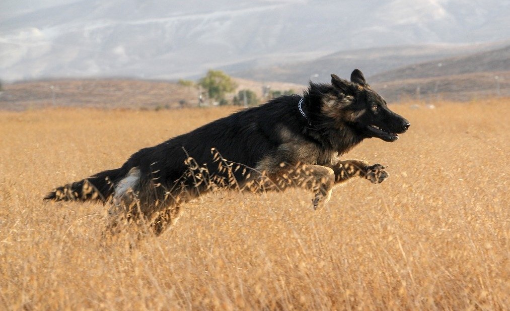 Schäfer springer på fält